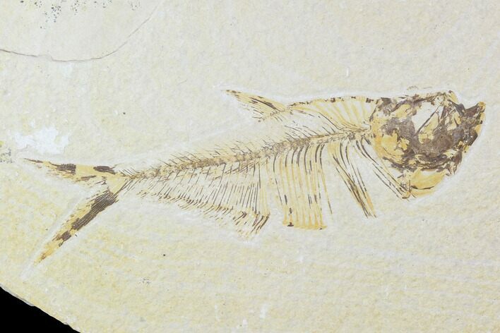 Bargain, Diplomystus Fossil Fish - Wyoming #100593
